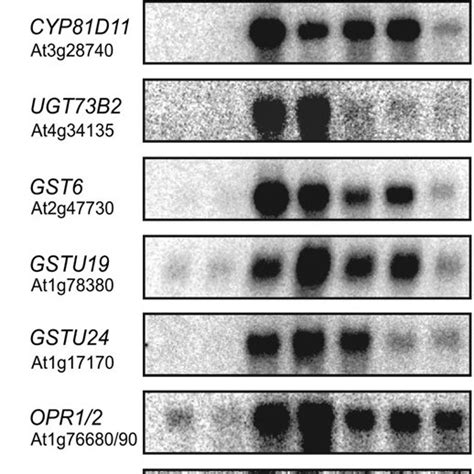 Regulation of Gene Expression by Different Oxylipins in Arabidopsis ...