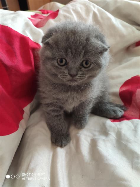 Шотландская вислоухая на продажу по цене 10000₽ в Санкт-Петербурге ...