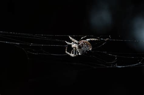 premium photo macro spider  spider web
