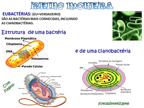 Professora Bárbara Ciências SLIDES DA AULA REINO MONERA