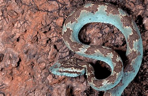 15 Types Of Blue Snakes With Pictures More Reptiles