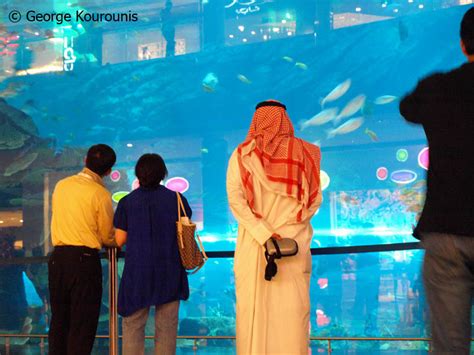 Dubai Aquarium Shark Dive