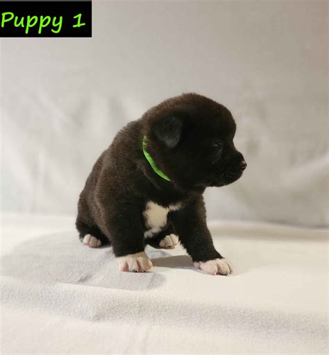 Akita Puppies For Sale - AKC PuppyFinder