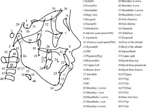 Lateral reference landmarks 48 measurement landmarks for lateral... | Download Scientific Diagram