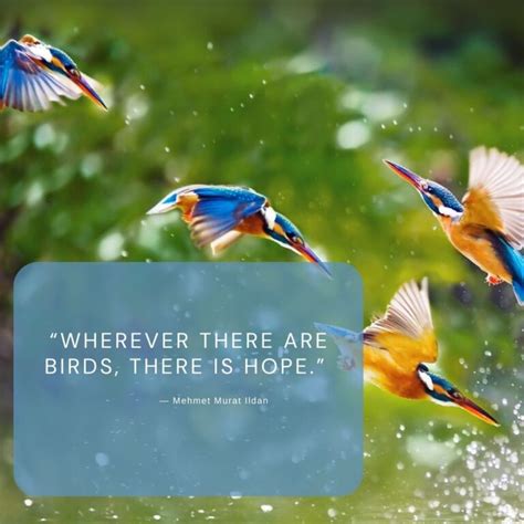 26 Bird and Nature Quotes To Inspire You - Wild Bird Scoop