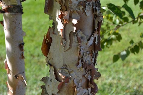 River Birch Bark - Green Thumb Advice