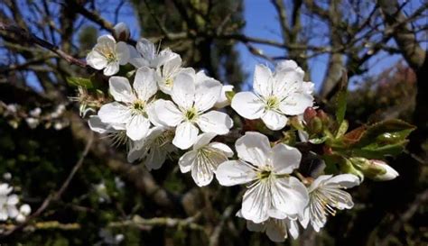 16 Different Types of Cherry Trees & Their Identifying Features