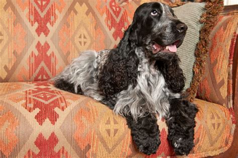 English Cocker Spaniel Puppies Blue Roan