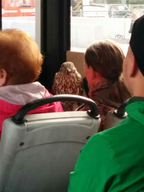 Ехал я в автобусе, значит... | Пикабу