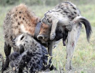 Notes From Kenya: MSU Hyena Research: Giving birth though a soda straw