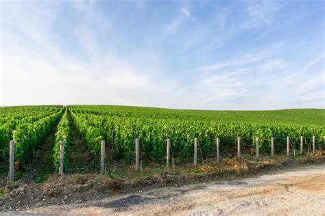 Visite autour du champagne à Épernay Hautvillers et Mareuil sur Ay