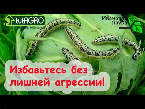 КАПУСТА РАСТЕТ БЕЗ ВРЕДИТЕЛЕЙ и БОЛЕЗНЕЙ! Безопасно избавьтесь от ...