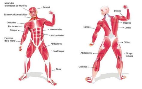 Tes Aparato Locomotor Hot Sex Picture