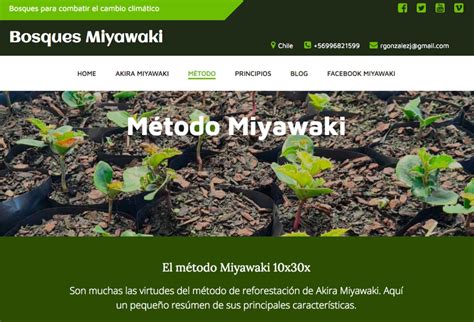 Bosques Miyawaki M Todo De Reforestaci N De Rboles Patagoniadirectory