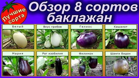 Белые Баклажаны Сорта Фото Описание – Telegraph