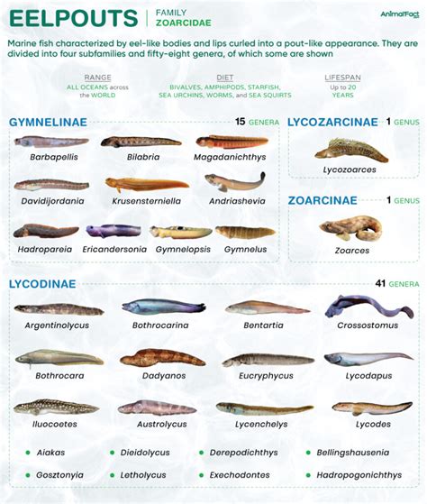 Eelpouts Types Size Habitat Diet Predators And Pictures