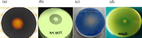 Figure 1 From Evaluation And Selection Of A Bacillus Based Direct Fed