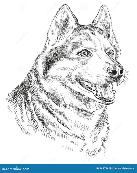 drawing of a husky 2