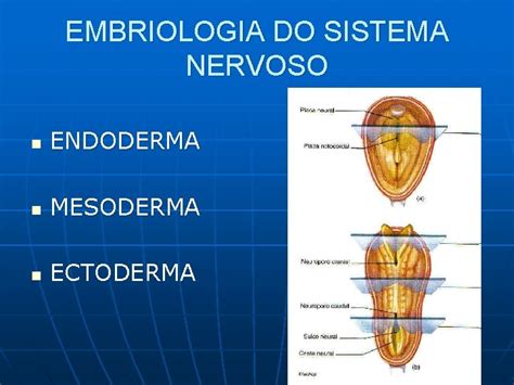 Sistema Nervoso Embriologia Do Sistema Nervoso N Endoderma