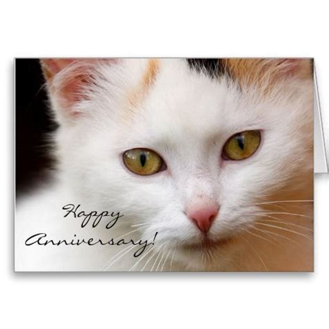 happy anniversary white cat greeting card zazzle
