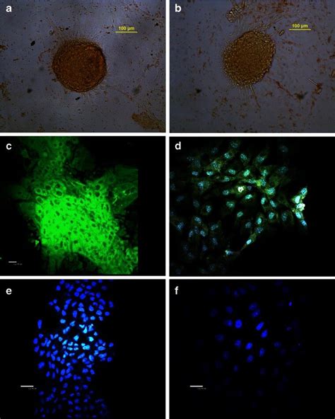 Bovine Mammary Epithelial Cells A B Domes Of Primary Cell Cultures