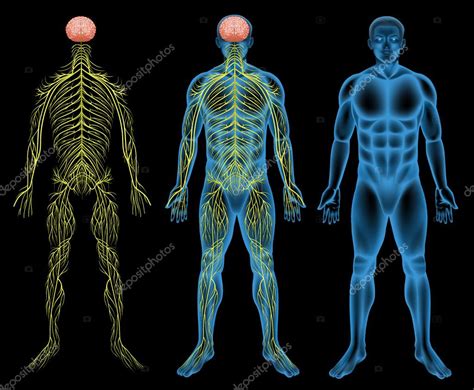 Male Nervous System Stock Vector Blueringmedia 34464831