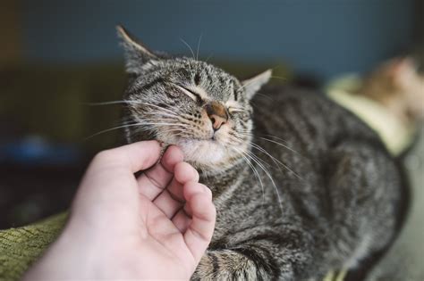 Kitten Purring