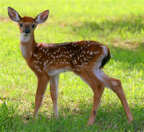 2,066 Baby White Tailed Deer Stock Photos - Free & Royalty-Free Stock ...