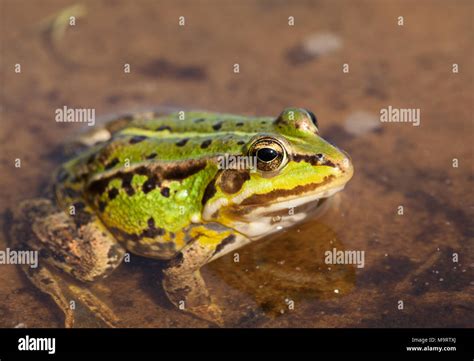 Head Of Green Water Frog Rana Lessonae Close Up Selective Focus On