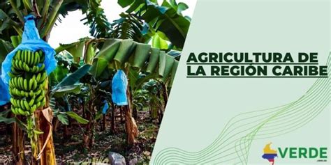 Agricultura De La Región Caribe Colombia Verde