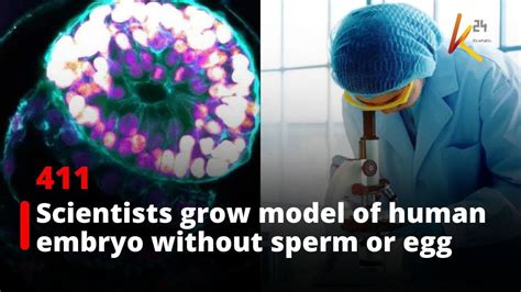 Scientists Grow Model Of Human Embryo Without Sperm Or Egg Youtube