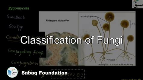 Classification Of Fungi Biology Lecture Sabaqpk Youtube