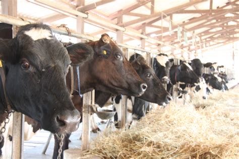 Bovine Embryo Sex Determination By Multiplex Loop Mediated Isothermal Amplification Nstda Eng