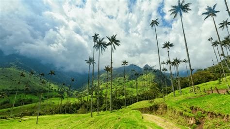 Tours Imperdibles En El Valle De Cocora