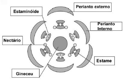 Uemg Considere O Diagrama Floral A Seguir A An Lise Do Diagrama