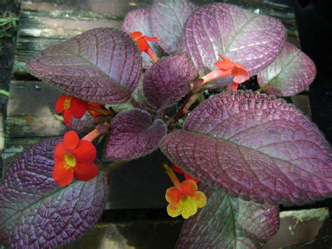 Episcia Strawberry Patch