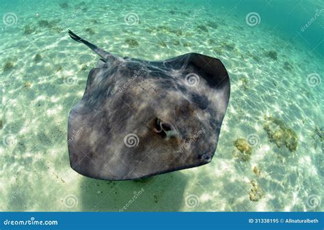 Stingray In Its Natural Habitat Royalty Free Stock Photo - Image: 31338195