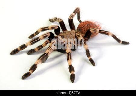 The Brazilian red and white tarantula (Nhandu chromatus) is a tarantula ...