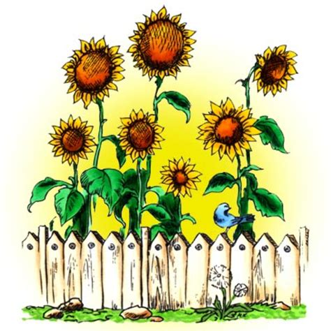 Download High Quality garden clipart sunflower Transparent PNG Images - Art Prim clip arts 2019