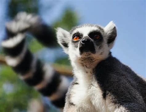 10 Lemur Facts: A Look at These Endangered Animals