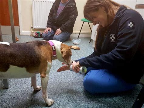 The Story Of How An Ex Shelter Pet Learned How To Trust Pets Dog