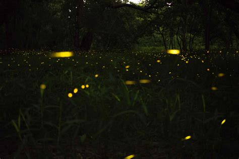 Watch Australian Fireflies at Mount Glorious, QLD