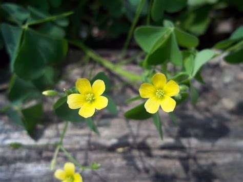 Yellow Woodsorrel Project Noah