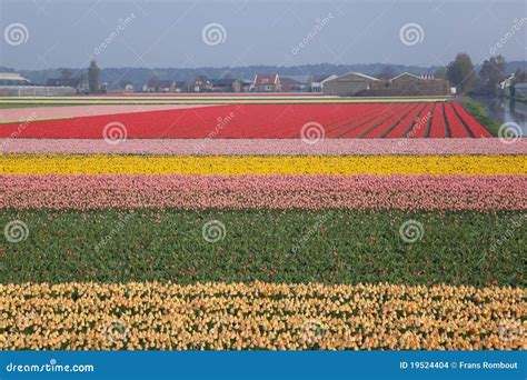 Dutch Tulip Fields Royalty-Free Stock Image | CartoonDealer.com #19351234