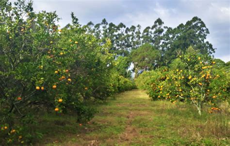 Con Biotecnología Mejoran La Producción De Cítricos Sobre La Tierra