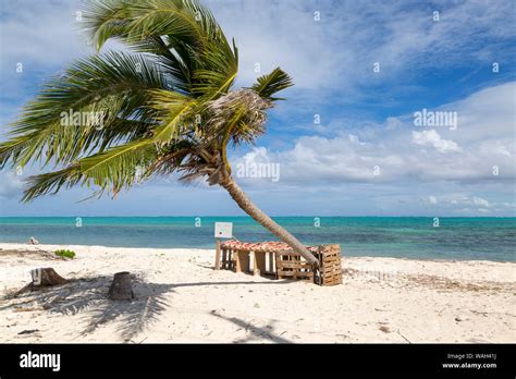 Scenic Beach In Turks And Caicos With Single Palm Tree Blowing In The