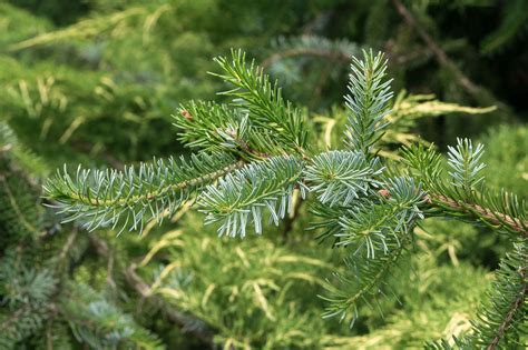 Pančićeva omorika (Picea omorika)