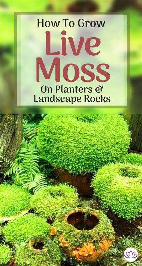 How To Grow Moss On Pots And Rocks Artofit