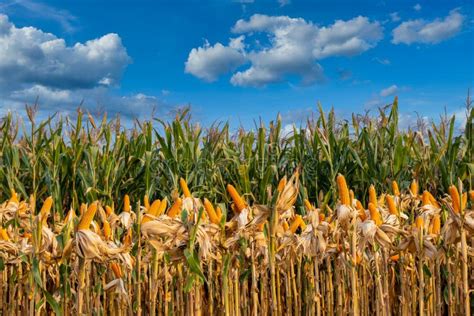 Ripe Corn In The Field In The Summer Stock Photo Image Of Energy