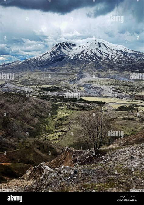 Magnificent volcano mt St Helen as seen from Johnston Ridge observatory ...